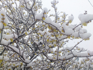写真：雪が積もった蝋梅