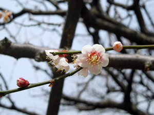 写真：美術館前の梅の花2