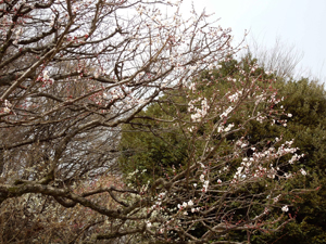 写真：美術館前の梅の花1