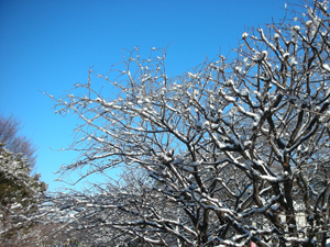 写真：雪の積もった梅の木