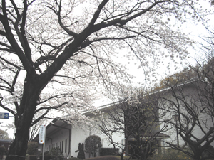 写真：美術館周辺の満開の桜