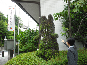 写真：玄関前の植木のクマさん