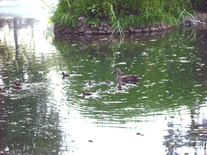 写真：美術館前の池で泳ぐカルガモの親子