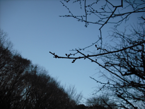 写真：つぼみの梅の木