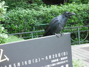 写真：玄関前の看板の上に佇むカラスの姿