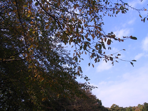 写真：紅葉している木々