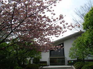 写真：美術館の前の八重桜