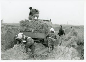  画像：四葉地区の収穫 昭和37年（1962）頃