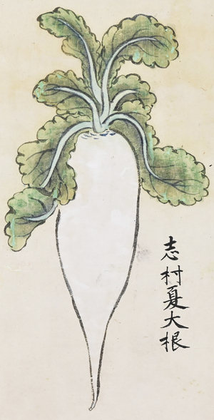 志村夏大根