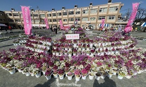 写真：若木小学校の児童が育てたさくら草