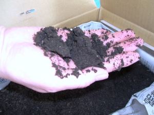 写真:たい肥を手に乗せている様子